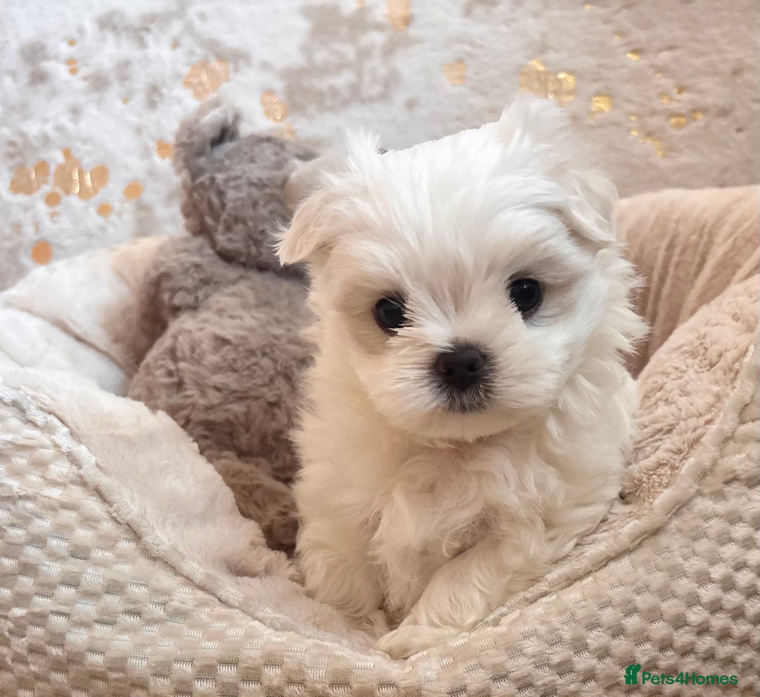 Maltese dogs for sale: ✨💫Tiny Exquisite Bambelina Maltese 💫✨ - Image 32