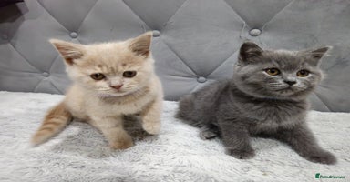 British Shorthair cats - Advert 14