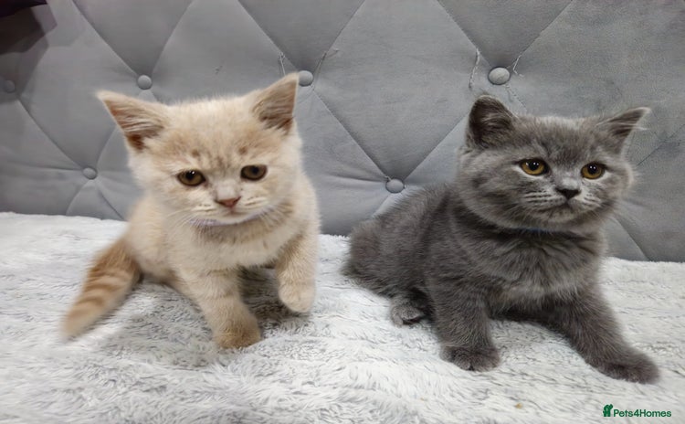 British Shorthair cats - Advert 12