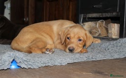 Labrador Retriever dogs for sale: Labrador Pupsfor Sale – Yellow, Chocolate, Black  - Image 10
