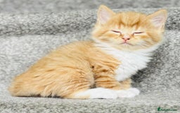 Mixed Breed cats for sale: Stunning Turkish angora x Maine coon - Image 8
