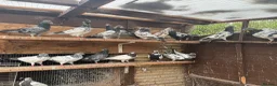 Pigeons birds for sale: Pakistani high flyers for sale  - Advert 9