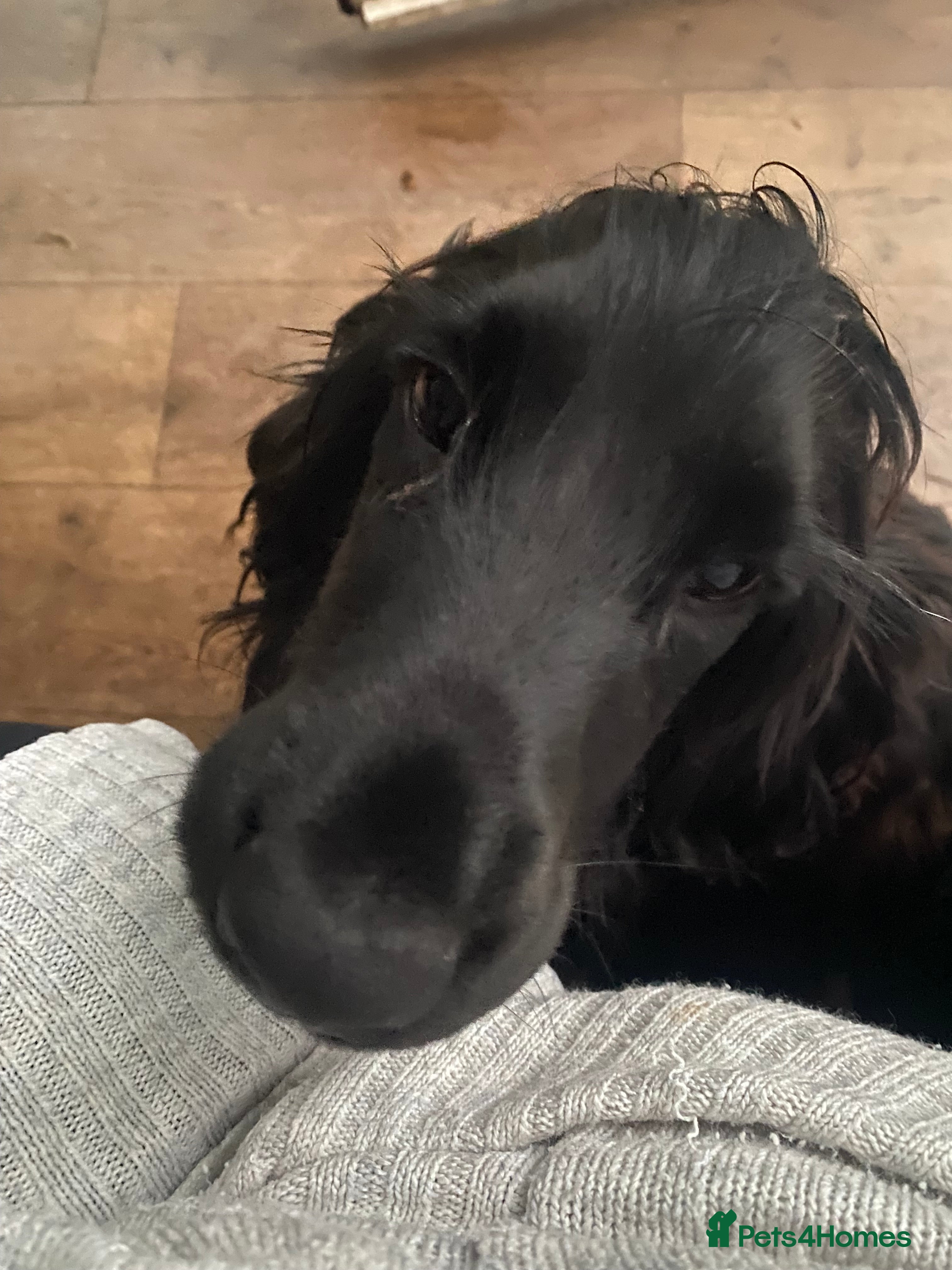 Cocker Spaniel dogs Jack. - Advert 1