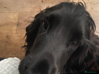 Cocker Spaniel dogs Jack. - Advert 9