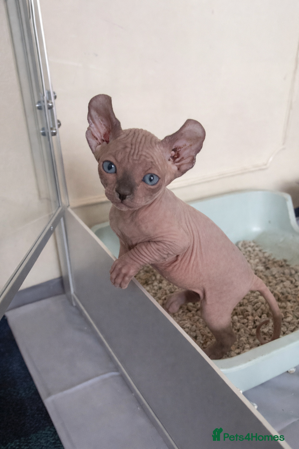 Sphynx cats Elf Kittens  - Advert 11