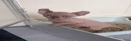 Sphynx cats for sale: Poshtotty Elf Sphynx – Last Stunning Boy Available - Advert 7
