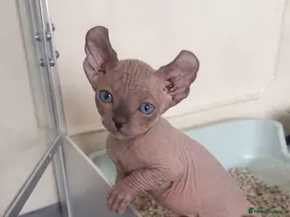 Sphynx cats Elf Kittens - Advert 11