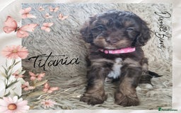 Cockapoo dogs for sale: 5*Licenced. DNA tested English cockerpoos. - Image 6