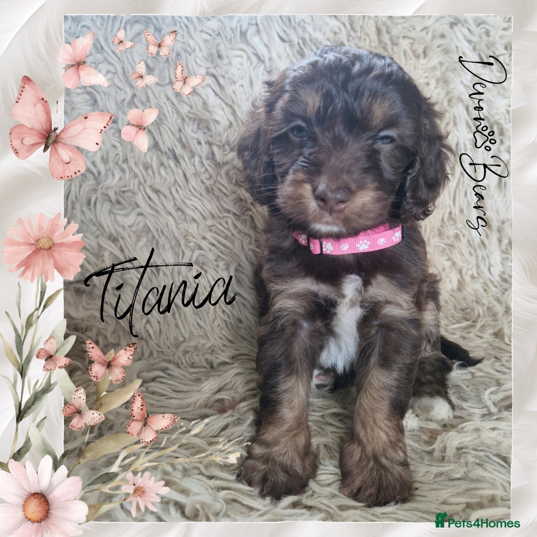Cockapoo dogs for sale: 5*Licenced. DNA tested English cockerpoos. - Image 6