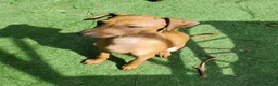 Italian Greyhound dogs for sale: Stunning kc Italian greyhounds  - Advert 6