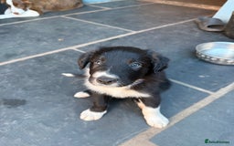 Mixed Breed dogs for sale: Border colllie/bearded collie pups  - Image 8