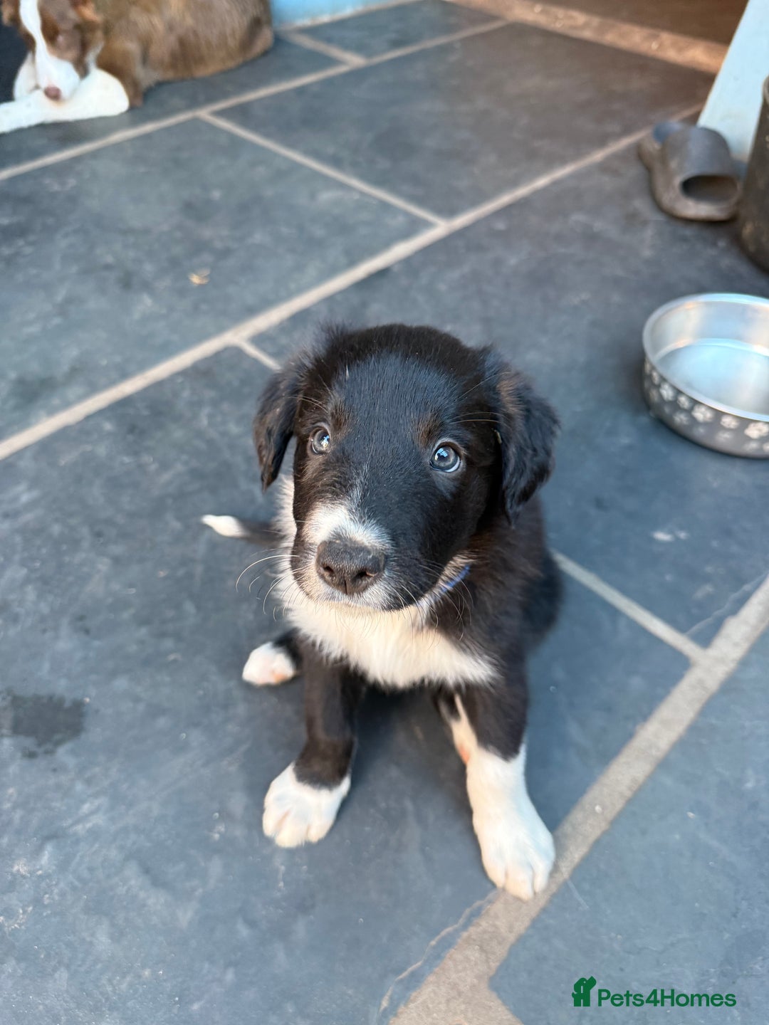 Mixed Breed dogs for sale: Border colllie/bearded collie pups  - Image 8