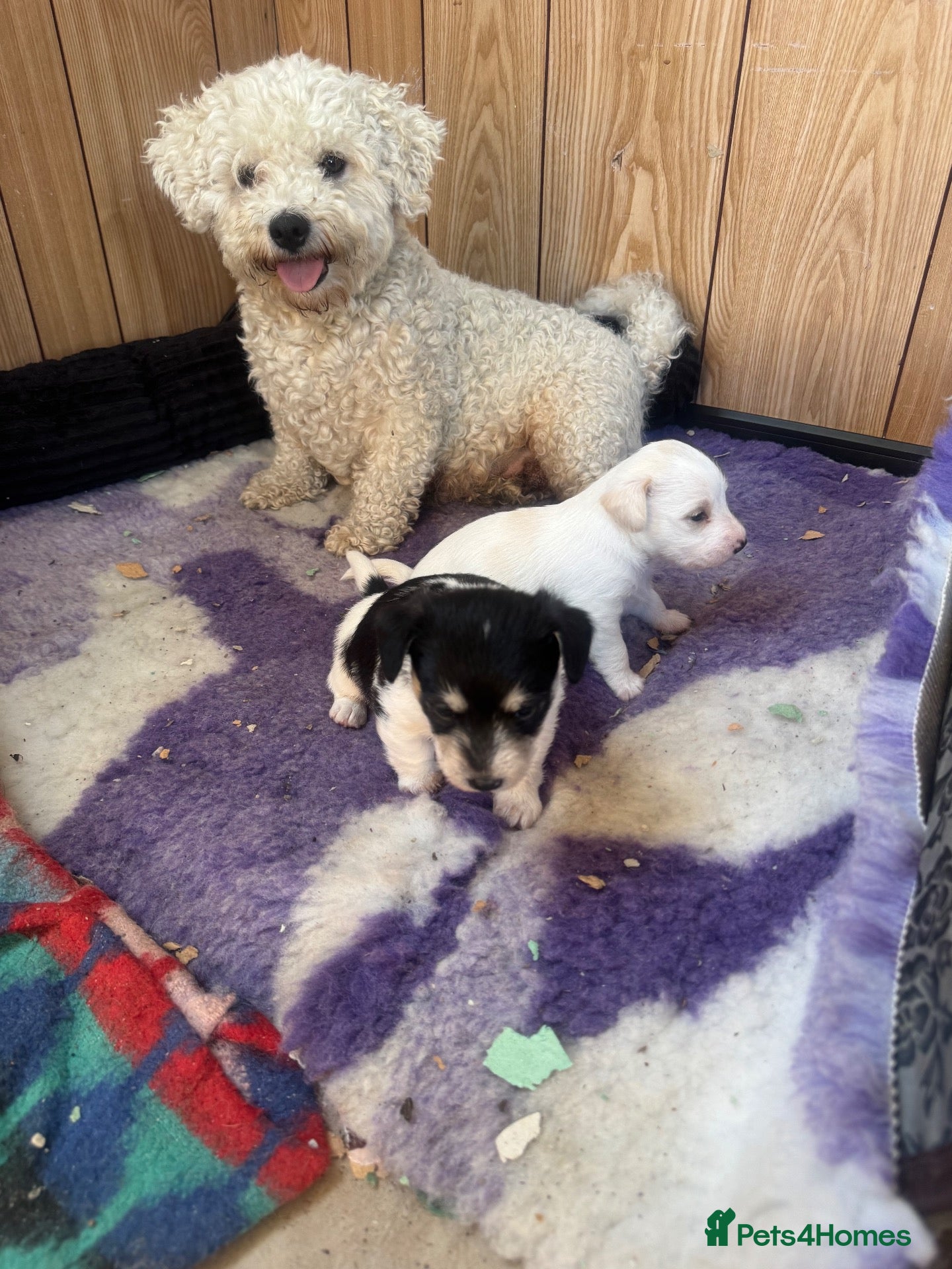 Mixed Breed dogs Polar bear 🐻‍❄️  - Advert 2