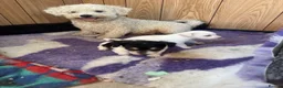 Mixed Breed dogs for sale: Polar bear 🐻‍❄️  - Advert 2