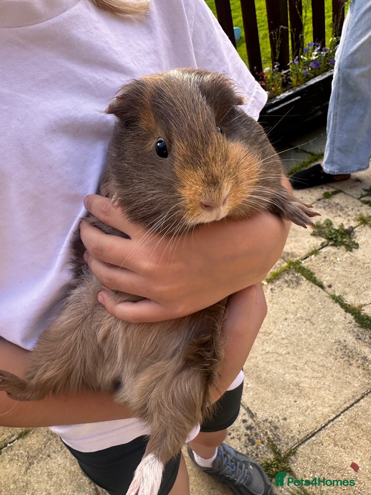 Guinea Pig rodents 2 female guinea pigs  - Advert 4
