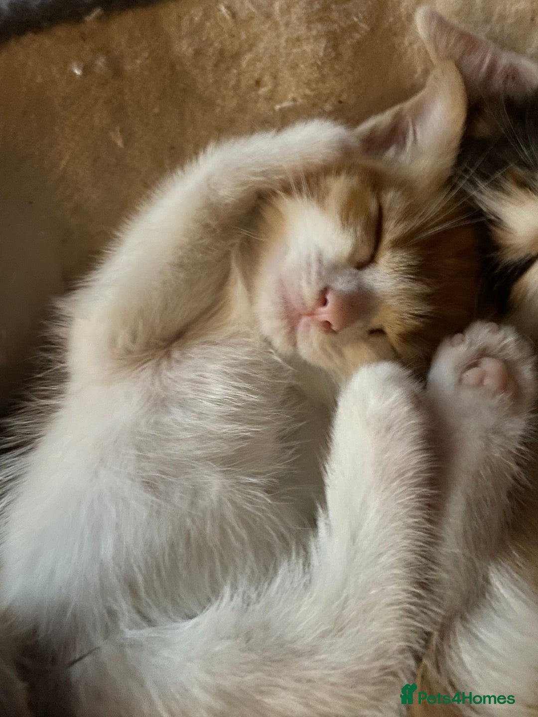 Domestic Shorthair cats for sale: Dog friendly!  - Image 4