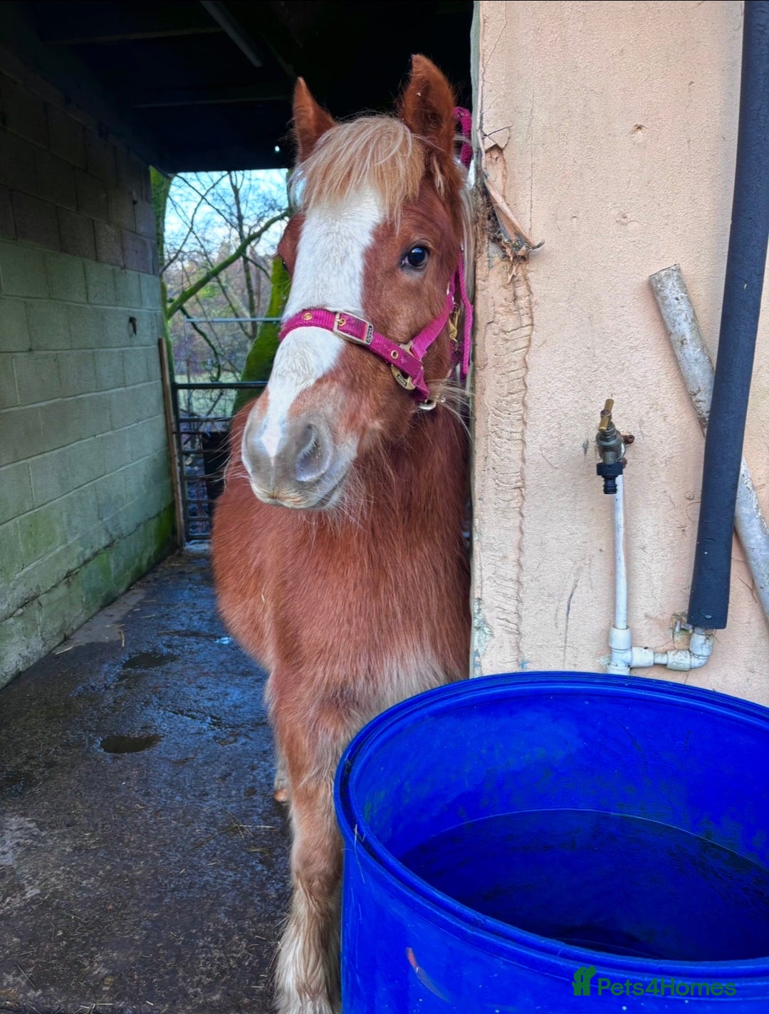 Irish Cob horses for sale: 8 Month Old Chestnut Filly - Advert 2