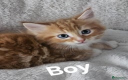 Maine Coon cats for sale: Kittens ready for a new home - Image 11