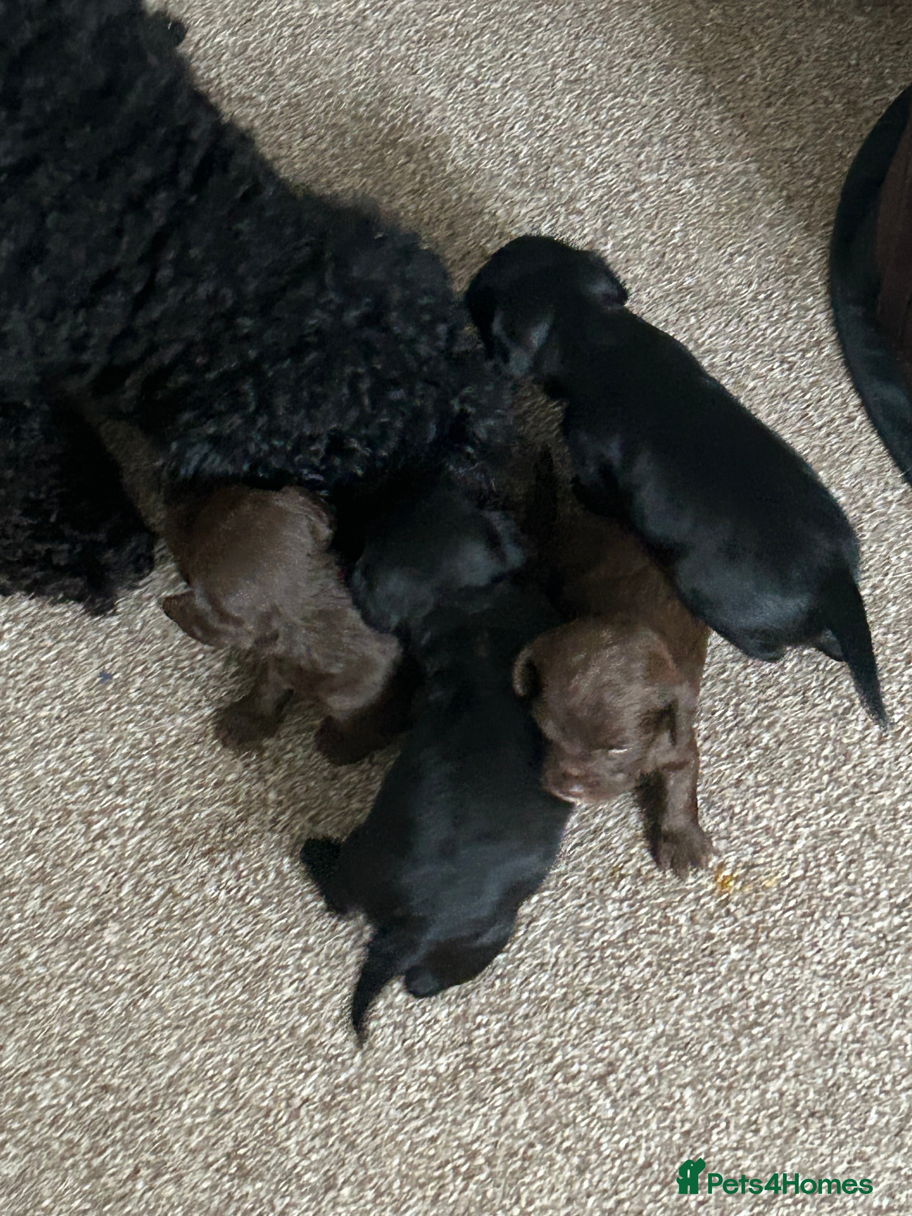 Mixed Breed dogs Rare Cockapoo, Chihuahua mix - Advert 1