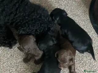 Mixed Breed dogs Rare Cockapoo, Chihuahua mix - Advert 2