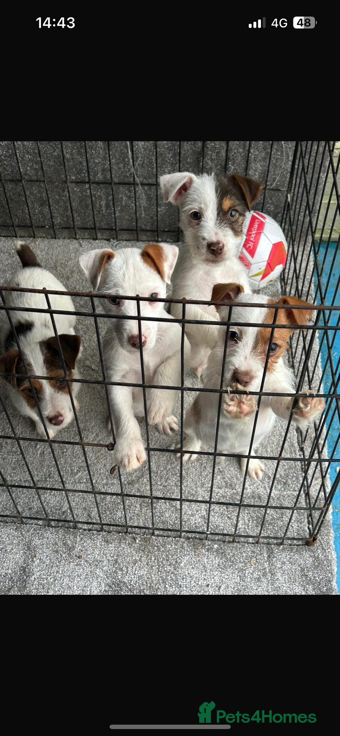 Jack Russell dogs for sale: Jack Russell puppies  - Advert 1
