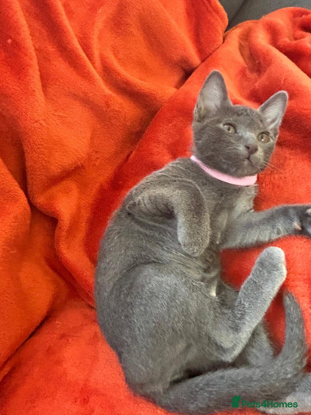 Korat cats for sale: Korat Kittens - Image 15