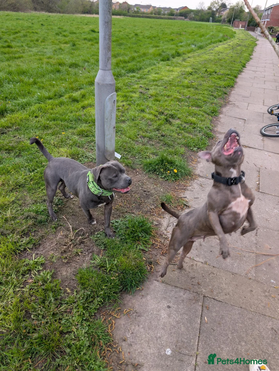 Staffordshire Bull Terrier dogs for stud: Blue Staffordshire bull terrier for stud  in Walsall - Advert 5