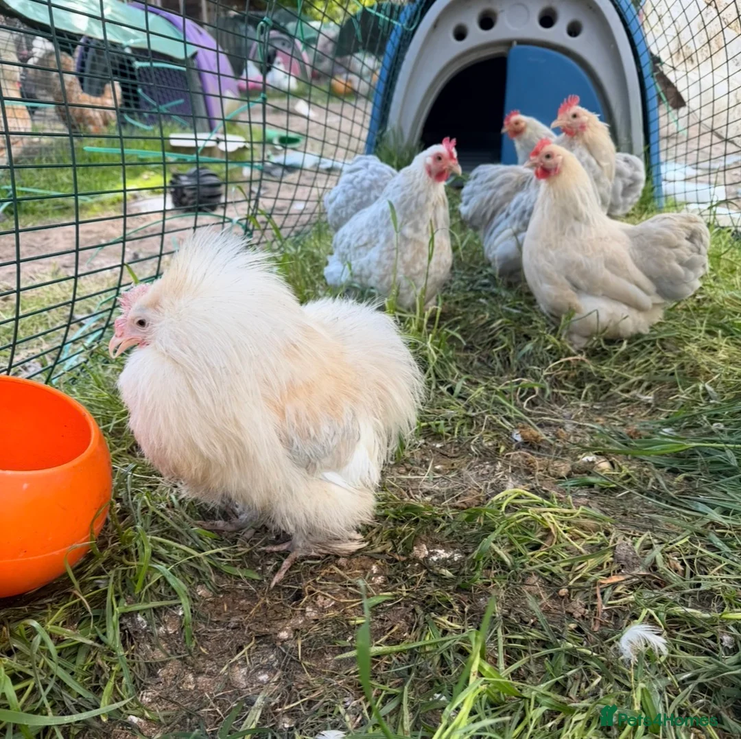 Chickens poultry for sale: Silkie feathered pekin hatching eggs  - Advert 2