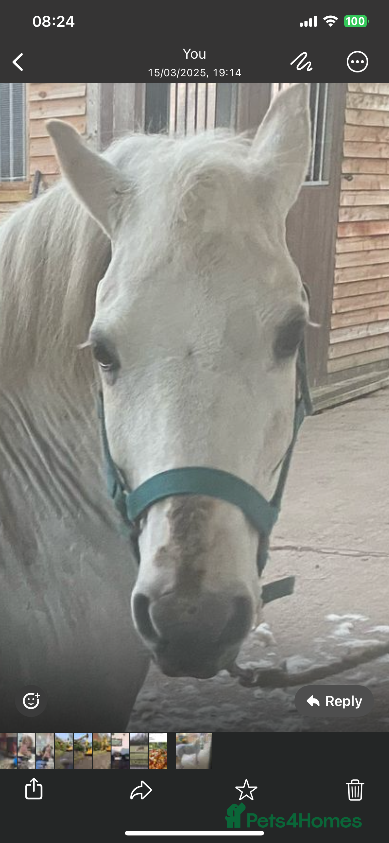 Welsh Section A horses Welsh section A mare - Advert 1