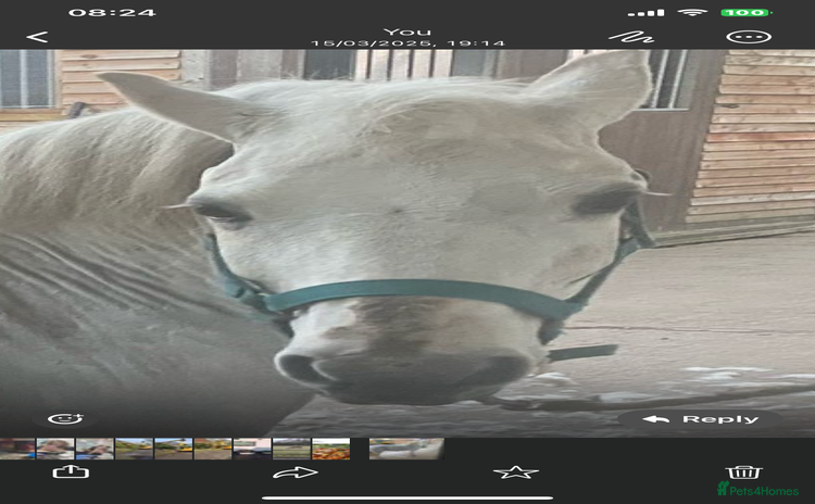 Welsh Section A horses - Advert 1