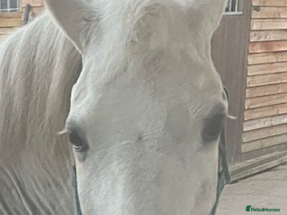 Welsh Section A horses - Advert 11