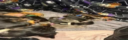 Dachshund dogs for sale: 🐾Beautiful Dachshund Puppies🐾 - Advert 3