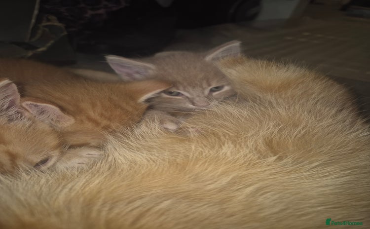 Mixed Breed cats in Leicester - Advert 11