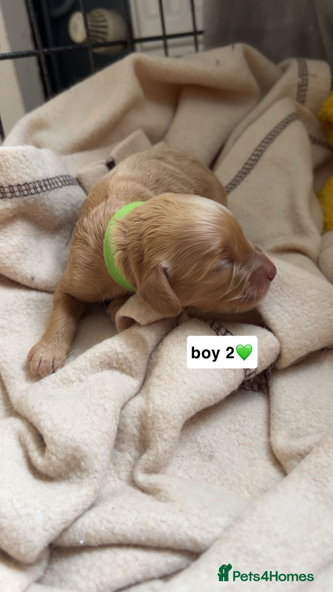 Cockapoo dogs for sale: 2 weeks old cockapoos  - Image 32