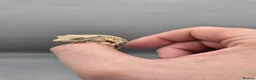 Gecko reptiles for sale: Partial pin/tri colour/lilly white Crested gecko  - Advert 2