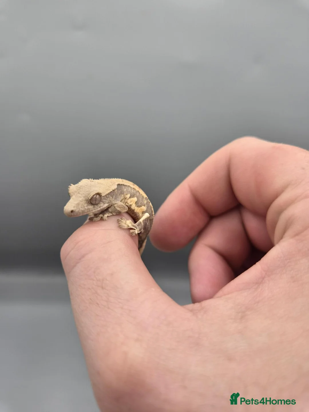 Gecko reptiles for sale: Partial pin/tri colour/lilly white Crested gecko  - Advert 2