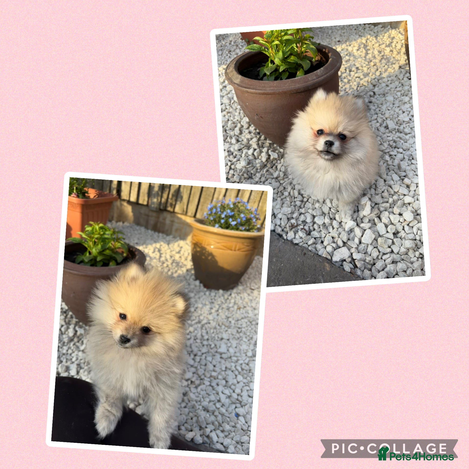 Pomeranian dogs Pomeranian puppies (READY) - Advert 7