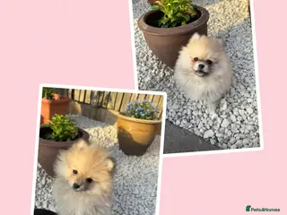 Pomeranian dogs Pomeranian puppies (READY) - Advert 7