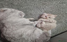 Scottish Fold cats for sale: Stunning TICA Registered Babies in Bolton - Image 14