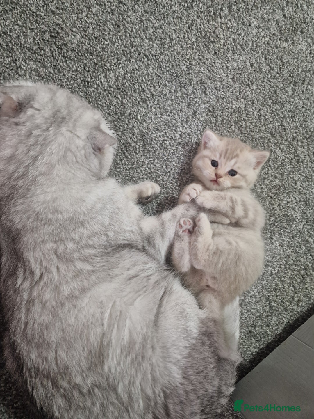 Scottish Fold cats for sale: Stunning TICA Registered Babies in Bolton - Image 14