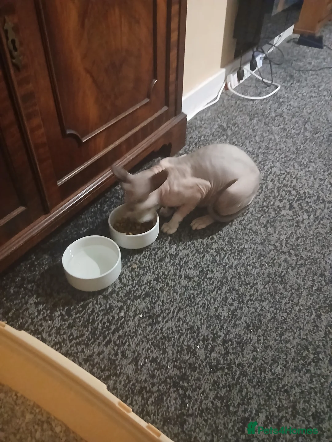 Sphynx cats for sale: Sphnx cat - Advert 6