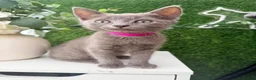Mixed Breed cats for sale: Pretty grey kitten  - Advert 11