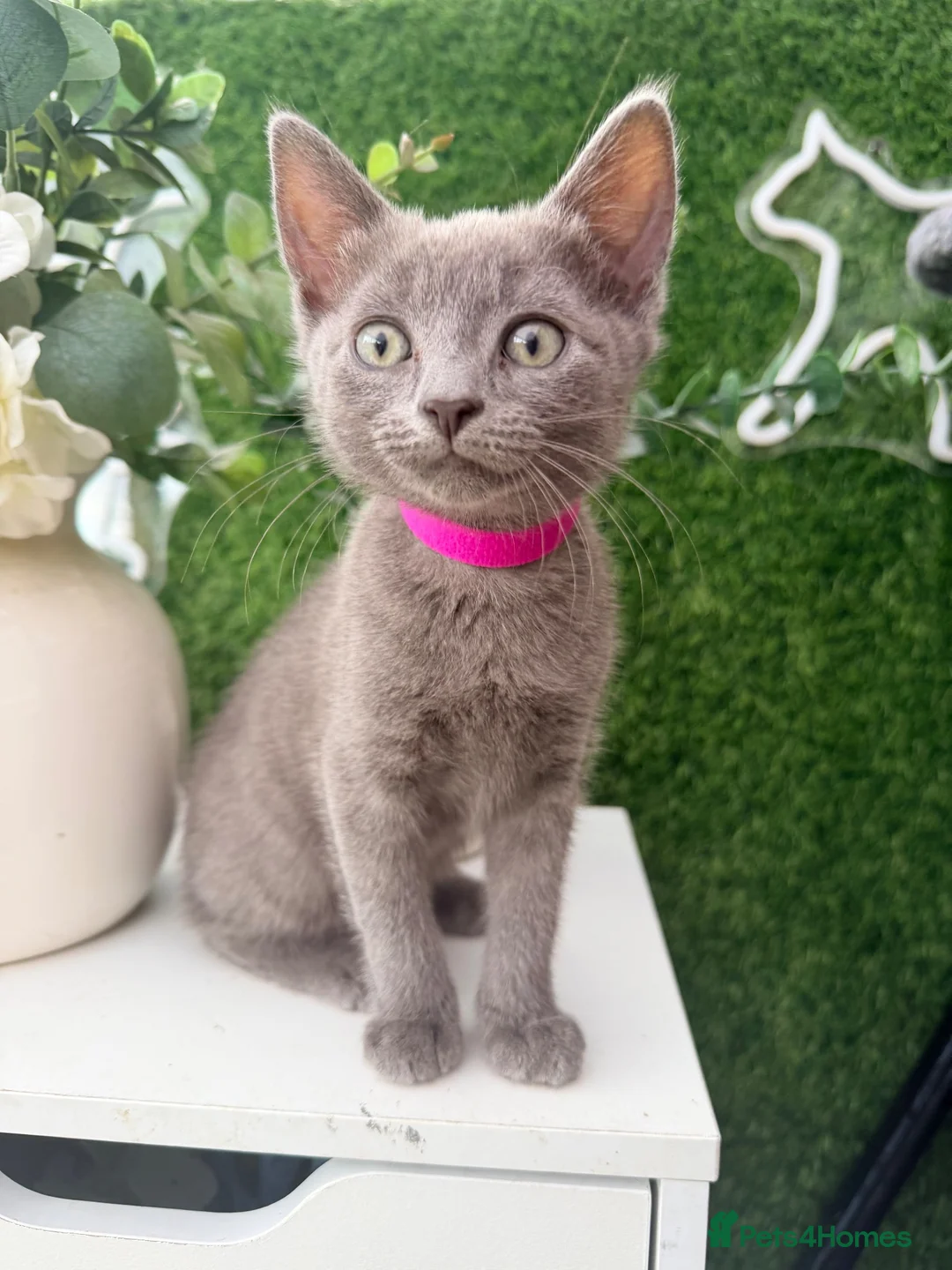 Mixed Breed cats for sale: Pretty grey kitten  - Advert 11