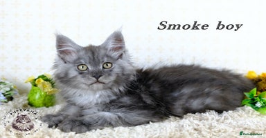 Maine Coon cats - Advert 15
