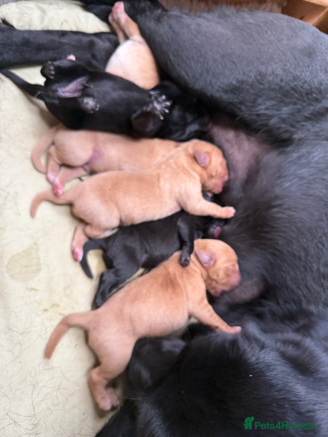 Labrador Retriever dogs for sale: Pedigree Working Lab Puppies. Ready 8th November - Image 2