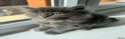 British Shorthair cats for sale: British Short Hair X British Long hair  - Advert 3