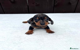 Miniature Dachshund dogs for sale: Dachshund puppies 5Boys  - Image 33