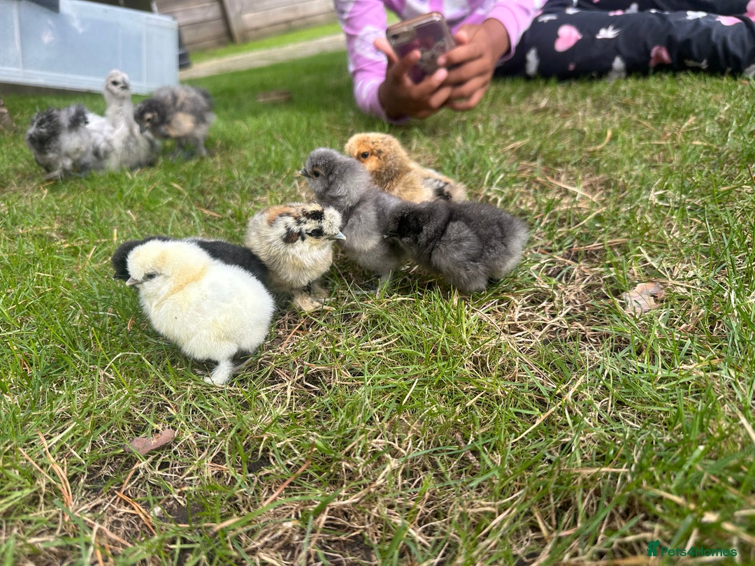 Chickens poultry for sale: Mixed Silkie Chicks - Image 2