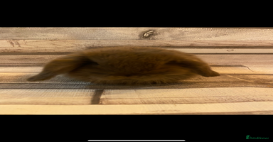 Mini Lop rabbits - Advert 14