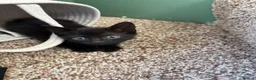 Mixed Breed cats for sale: 3 identical black boys  - Advert 3